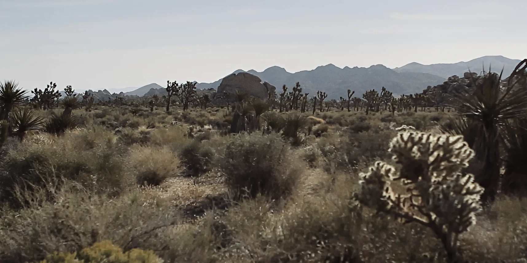 Wide shot of Joshua Tree desert landscape, solitude and melancholy, 88 short film