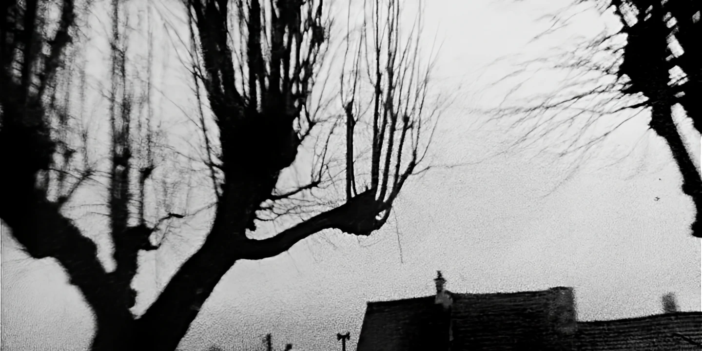 Tall barren trees with witch-like branches in sinister village street, Nosferatu vibe, The Hand short film