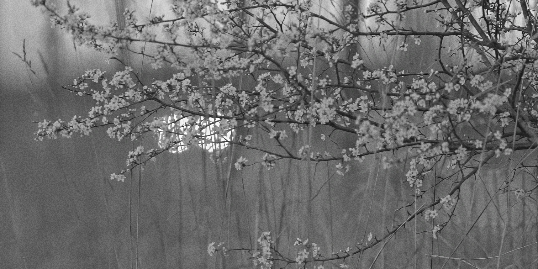 Wild cherry tree in bloom along highway, black and white, Twice as Far
