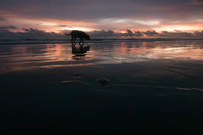 Dog silhouette walking on wet beach sand at sunset with dramatic sky reflection