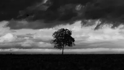High-contrast black and white photo of a solitary tree in the middle of a field under a dramatic cloudy sky, Beauce region, France