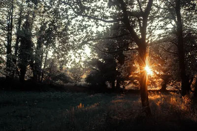 Sunlight filtering through a forest in Brittany, France