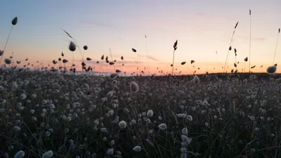Sunset over the wild dunes of Plouhinec, Brittany, with pastel amber and pink skies, and clumps of dune grass with white seed heads in the foreground