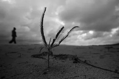 Black and white photo of Toubab Diallaw beach, Senegal: a woman walking along the horizon line with a young mangrove shoot or grass in the foreground