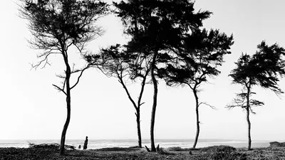 Wide black and white photo of a row of casuarina trees lining Malika beach near Dakar, with a woman and her dog in the distance