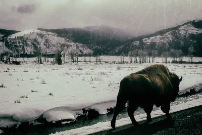 Monochrome photo of a bison walking on a snowy road in Yellowstone National Park, edited with a vintage aesthetic including scratches and wear