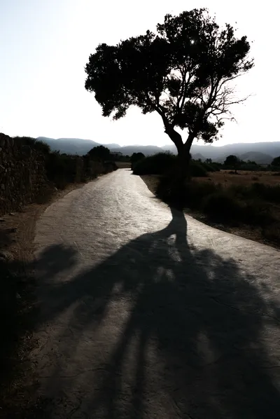 Portrait-format monochrome photo of a tree in silhouette against the sun, with its long shadow stretching across a textured, sun-warped road surface