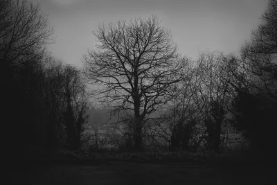 Black and white photo of a central tree among others on the edge of a forest after rain, Morbihan, Brittany, damp and melancholic atmosphere