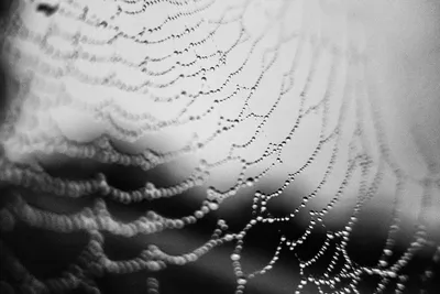 Extreme close-up black and white photo of a spiderweb covered in morning dew, Morbihan, Brittany