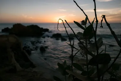 Sunset at Toubab Diallaw, Senegal: the sun appearing to plunge into the water, surrounded by a foreground branch