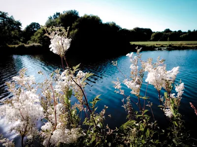 Colorful photo of white wildflowers on the towpath of the Blavet river in Morbihan, Brittany