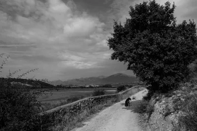 Landscape photo of a path with a large tree and a dog resting in its shade by a lake in Spain