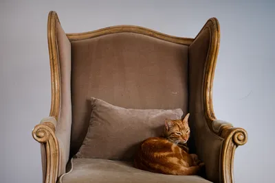 Portrait of a magnificent ginger cat sitting on a stylish antique armchair