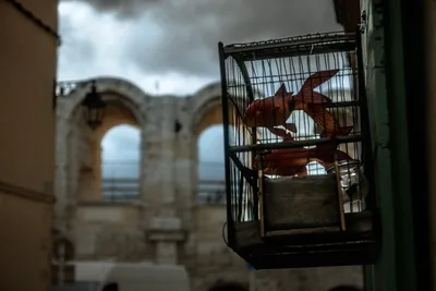 Cage for birds filled with artificial red goldfish, displayed against the backdrop of the Arènes de Nîmes, Gard, Occitanie, France