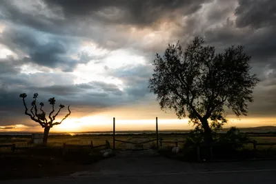 Silhouetted trees against a sunset over the Thau lagoon near Sète, Occitanie, France