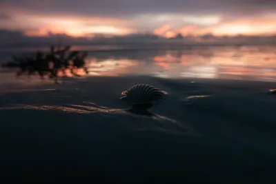 Single seashell on wet beach sand at low tide in Casamance, Senegal, with a dramatic sunset sky reflection